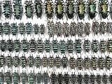 a lot of beetles that are hanging on the wall