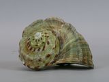 a green shell with brown spots on it on a gray surface