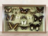 de nombreux papillons de toutes sortes dans une vitrine accrochée au mur
