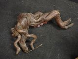 a dead animal that is laying on the ground