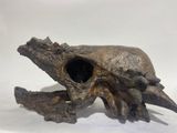 a close up of an animal skull on a white surface