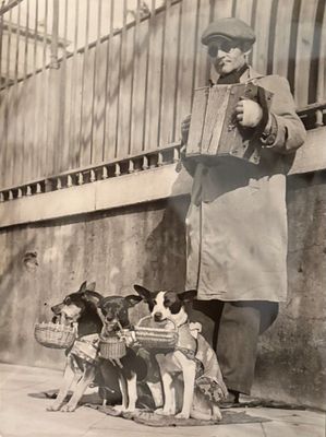 a man that is standing next to a bunch of dogs