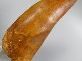 a close up of a large fossil tooth on a clear stand