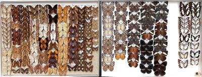 a lot of different types of butterflies on display
