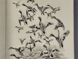 an open book with a drawing of a flock of birds flying over a body of water