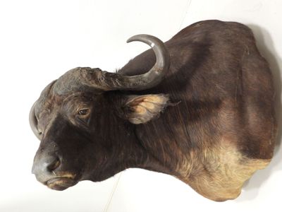 une tête de taureau accrochée au mur d'une pièce