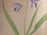 a drawing of a blue flower on a piece of paper