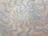a close up of a painting of a flower on the ground