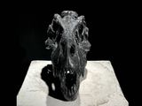 an image of a black and white photo of a dinosaur skull