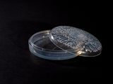 a clear glass container with a lid on a black surface