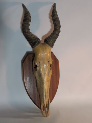 une tête de chèvre fixée sur une plaque en bois