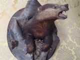 une tête d'ours empaillée accrochée au mur d'une pièce