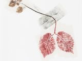 an image of a piece of paper with a leaf on it