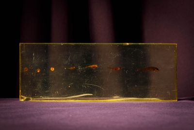 a small fish in a clear box on a purple surface