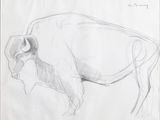 pencil drawing of a bison standing in front of a white background