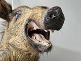 a close up of a stuffed animal head with its mouth open