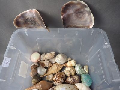 Lot de coquillages