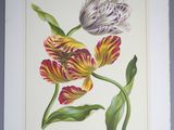 an image of a painting of two flowers on a white background