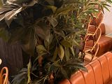 a plant in the corner of a room next to a couch