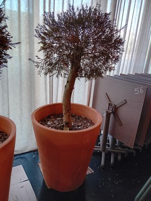 deux plantes en pot posées sur une table