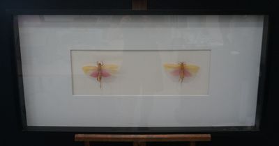 a picture of two pink and yellow butterflies in a frame