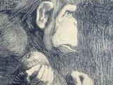 pencil drawing of a chimpan holding a piece of paper in its hands