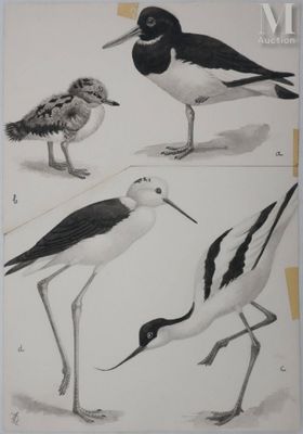quatre oiseaux qui se tiennent ensemble au sol