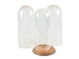 deux cloches en verre transparent avec un socle en bois, sur fond blanc