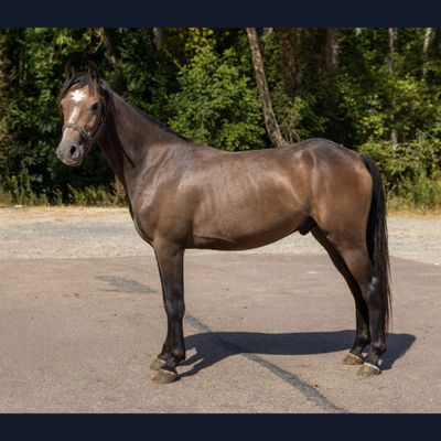 un cheval brun debout au milieu d'un parking
