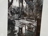 une photo en noir et blanc d'un étang dans les bois