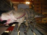 a fake t - rex that is on display in a museum
