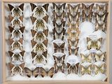 de nombreux types de papillons exposés dans un cadre en bois