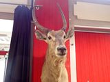 une tête de cerf accrochée à un mur rouge dans une pièce