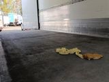 a banana peel on the ground in front of a moving truck