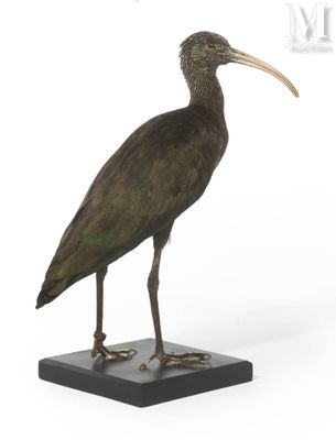 a bird that is standing on a base with a long beak