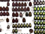a lot of beetles that are on display on the table