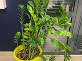 deux plantes en pot posées par terre l'une à côté de l'autre