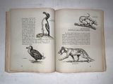 an open book with illustrations of animals and birds
