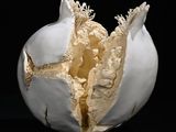 un vase blanc brisé, sur fond noir