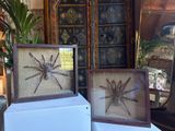 two framed pictures of a spider sitting on a table