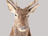 la tête d'un cerf avec des bois sur fond gris