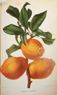 a picture of a book with a picture of lemons on it