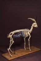 [NATURALIA] - [ARTIFICIALIA] (photo 5)