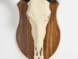 an animal skull mounted on a wooden plaque on a wall