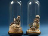 two glass cloches with a bird inside of them on a blue surface