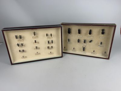 two display cases with various beetles in them on a table
