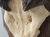 a skull of a bull with horns on a piece of wood