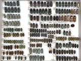 a lot of bugs that are hanging on the wall