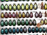 many different colored beetles on display in a display case