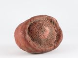 un gros plan d'un fruit pourri sur une surface blanche